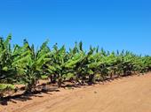 thriving state-of-the-art banana farm