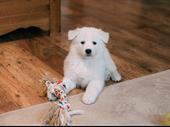 busy dog grooming daycare