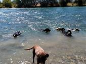 dog lovers dream business