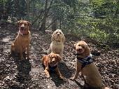 profitable turnkey dog walking