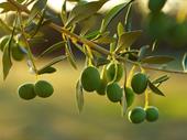 olive olive oil producer