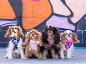 established uk dog lifestyle