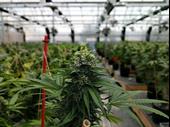 strategic nj cannabis licenses