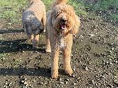 premier dog daycare boarding
