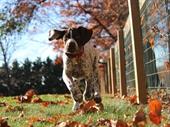 pet sitting walking service