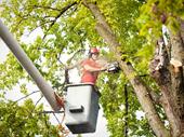 new york tree service