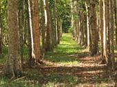 timber plantation the daintree