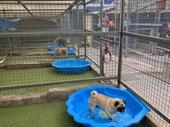 pet resort daycare with