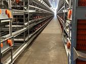 egg farm rearing farm