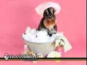 pamper your pets duval