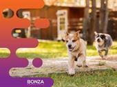 36113 profitable dog daycare