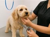 profitable pet grooming business