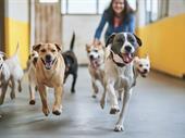 doggy daycare business for