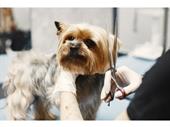 premier mobile pet spa