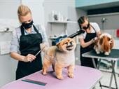 pet grooming boarding dip