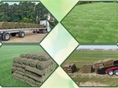 sod distribution the georgia