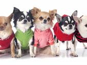 turnkey dog grooming spa