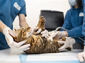 thriving mixed animal veterinary