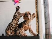 innovative holistic veterinary practice