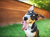 dog daycare boarding training