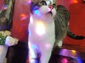 the cat museum catcafe