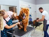 thriving mobile brick-and-mortar dog