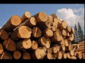 markham timber for sale