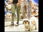 investment-ready independent pet specialty