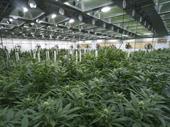 prosperous midwest cannabis operator