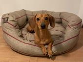 established e-commerce dog brand