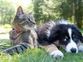 pet shop garden route