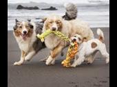 existing kelowna pet franchise