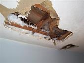 established damp timber business