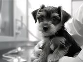 veterinary clinic for sale
