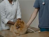 veterinary practice huntington suffolk