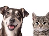 exceptional kennels opportunity with