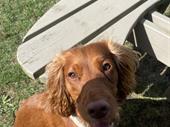 established dog walking business