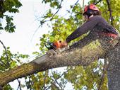 trusted tree service provider