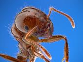 pest control termite specialist