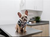 established veterinary hospital garden