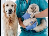 profitable tucson veterinarian clinic