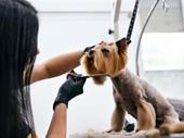pet grooming biz w