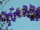wholesale nursery 2 93