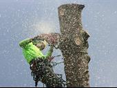 proven arboriculture business with
