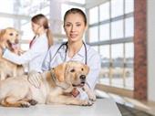 growing veterinary services