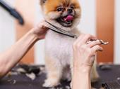 pet grooming business western