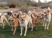 profitable dog boarding daycare