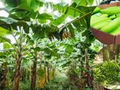 turnkey banana farm prime