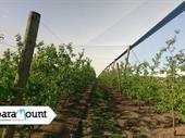 leading crop protection netting