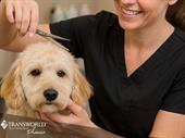 established pet care business
